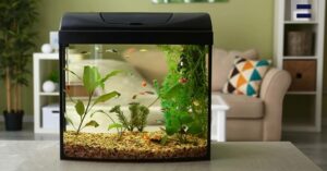 How Often Should You Change The Water In A Tropical Fish Tank?